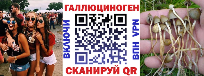 Галлюциногенные грибы Psilocybine cubensis  Купить закладки  Шацк 